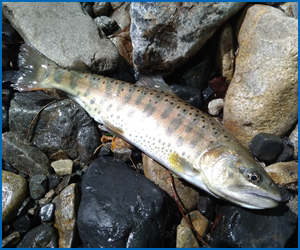 おいしい山・川のお魚と食べ方