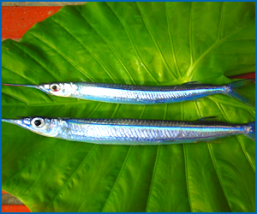 春が旬のお魚とおいしい食べ方