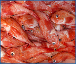 冬が旬のお魚とおいしい食べ方